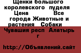 Щенки большого (королевского) пуделя › Цена ­ 25 000 - Все города Животные и растения » Собаки   . Чувашия респ.,Алатырь г.